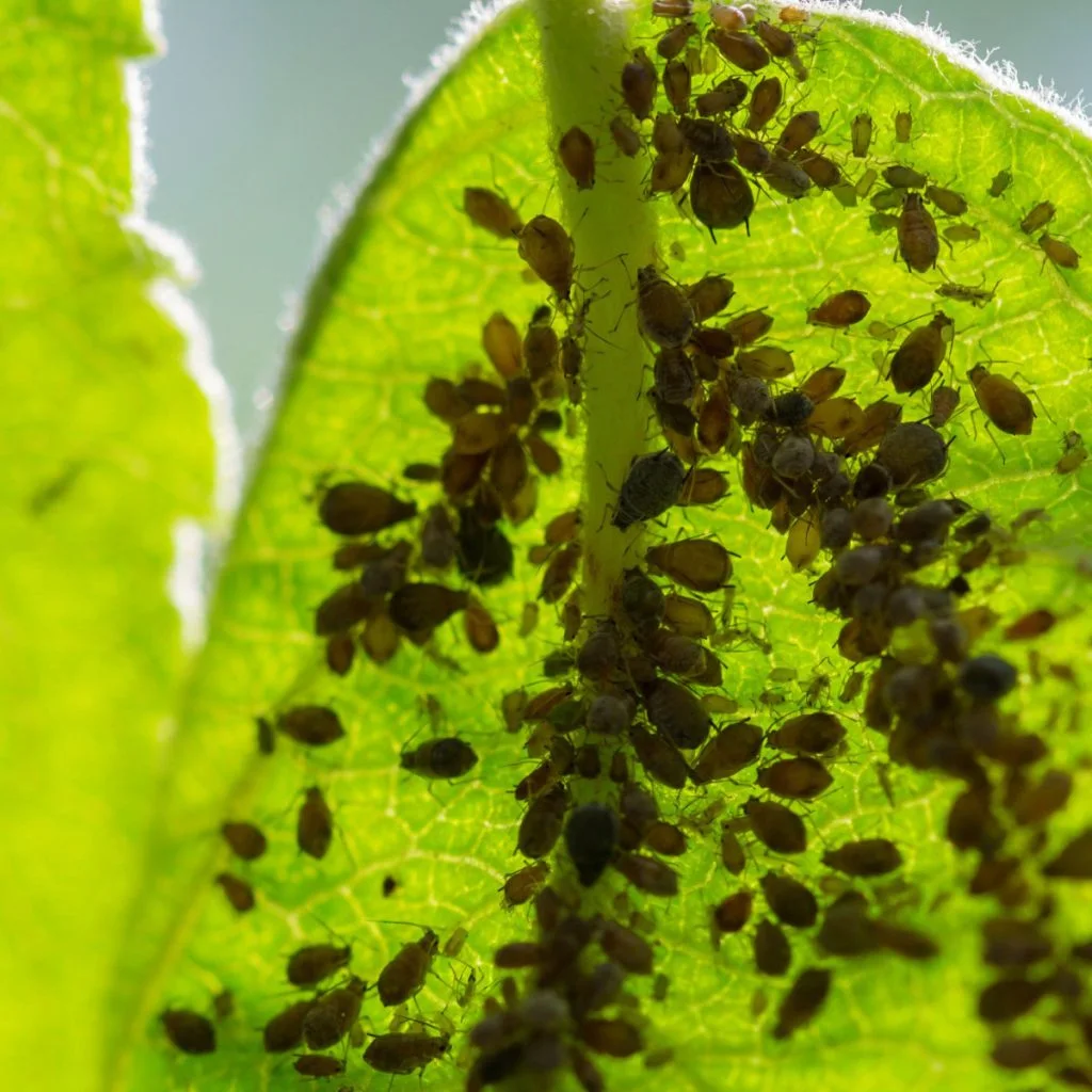 get rid of aphids