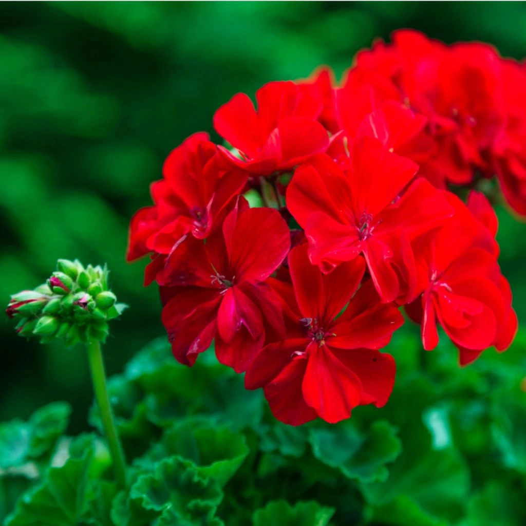 fertilizing geraniums
