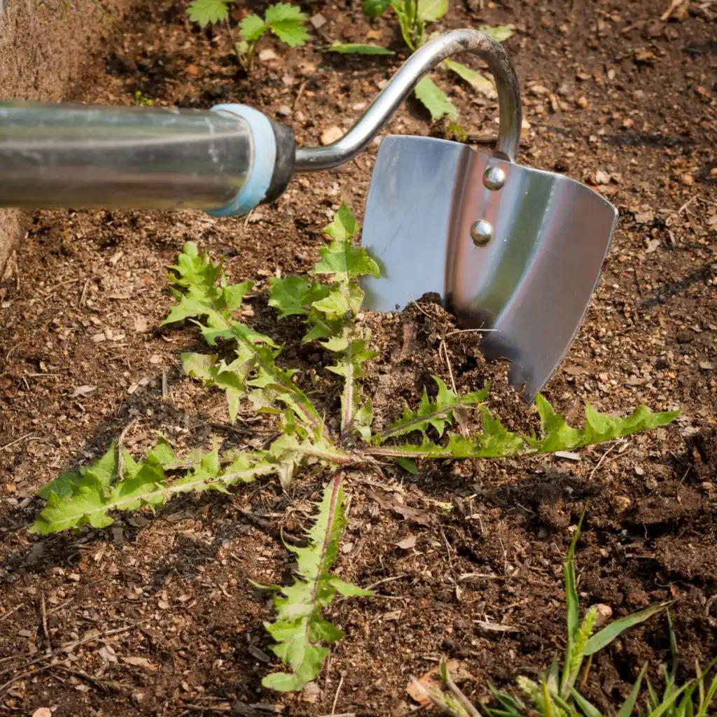 eliminate garden weeds
