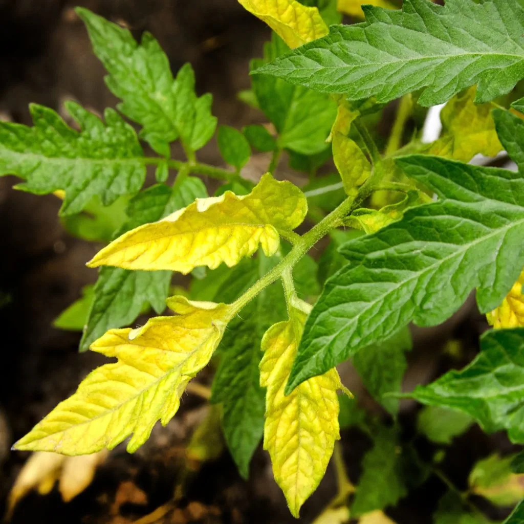 tomato leaves turning yellow
