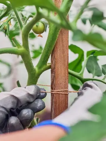 best way to tie up tomato plants