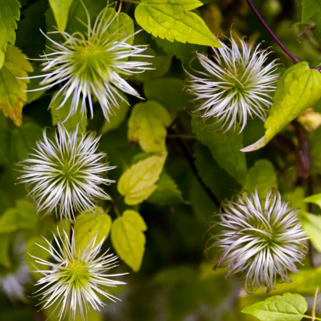 clematis after it blooms