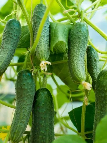 get more cucumbers from your plants