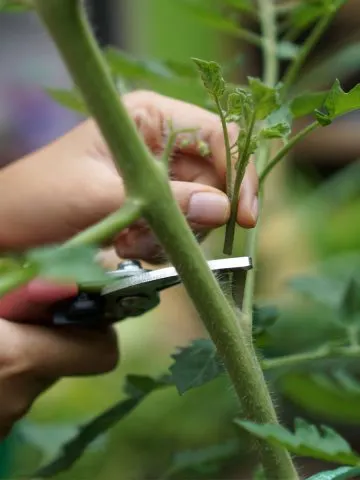 what to do with tomato suckers