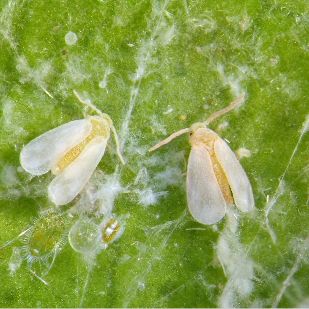 get rid of whiteflies on tomato plants