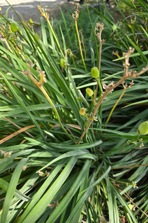 daylilies after they bloom