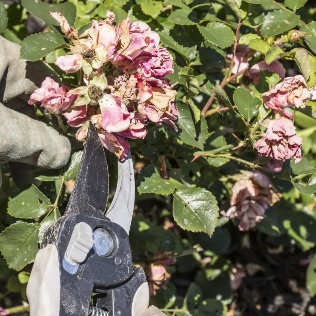 deadhead rose bush