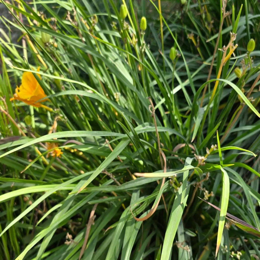 daylilies after they bloom