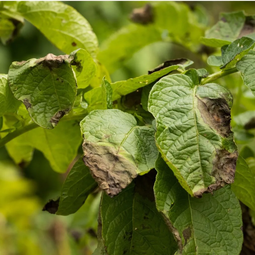 show signs of blight