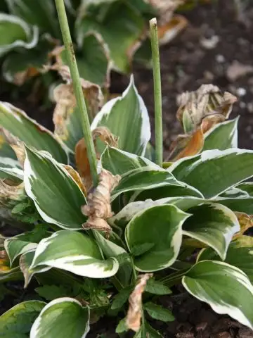 Late summer hosta care