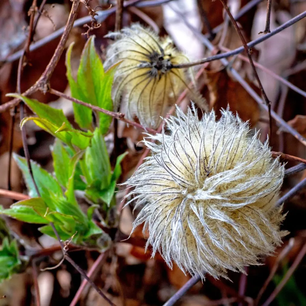 deadheading clematis in late summer