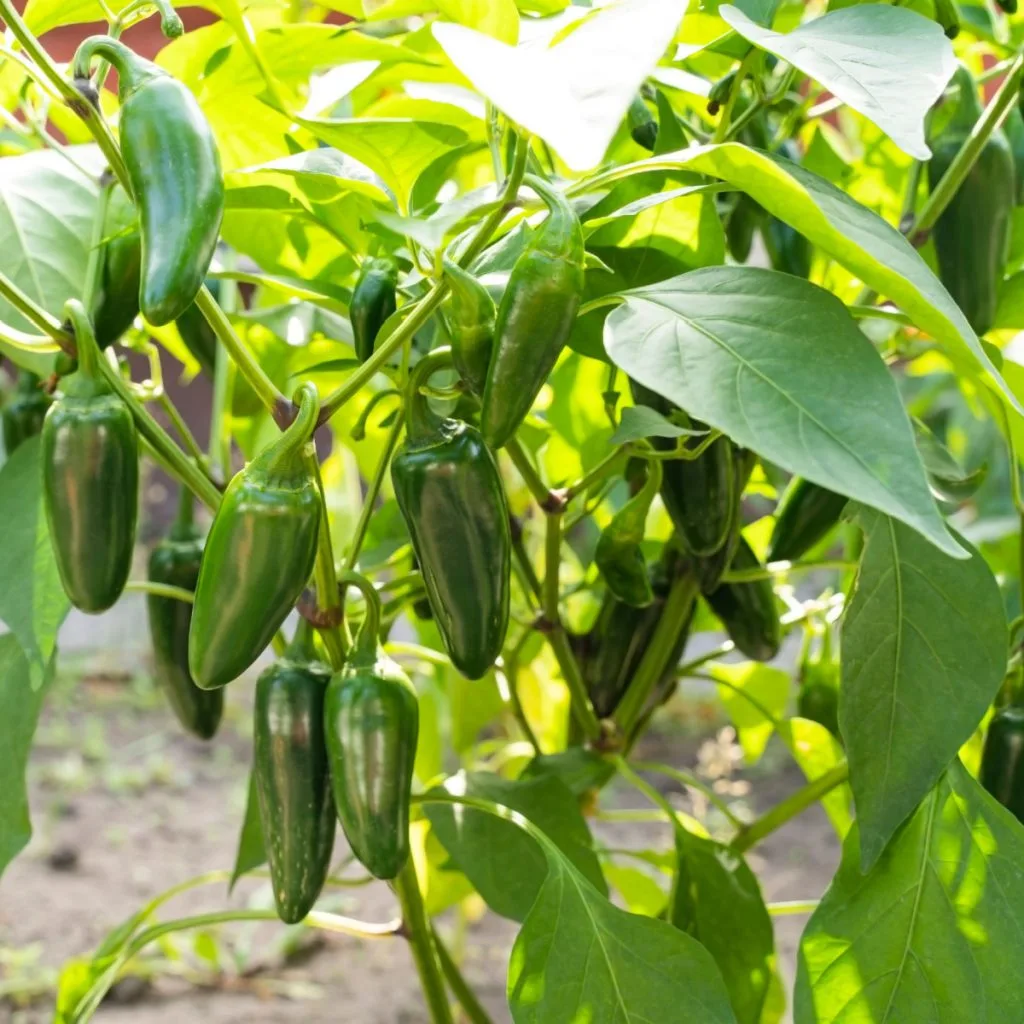 fertilize jalapeno pepper plants