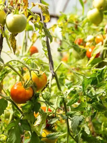revive tomato plants in late summer