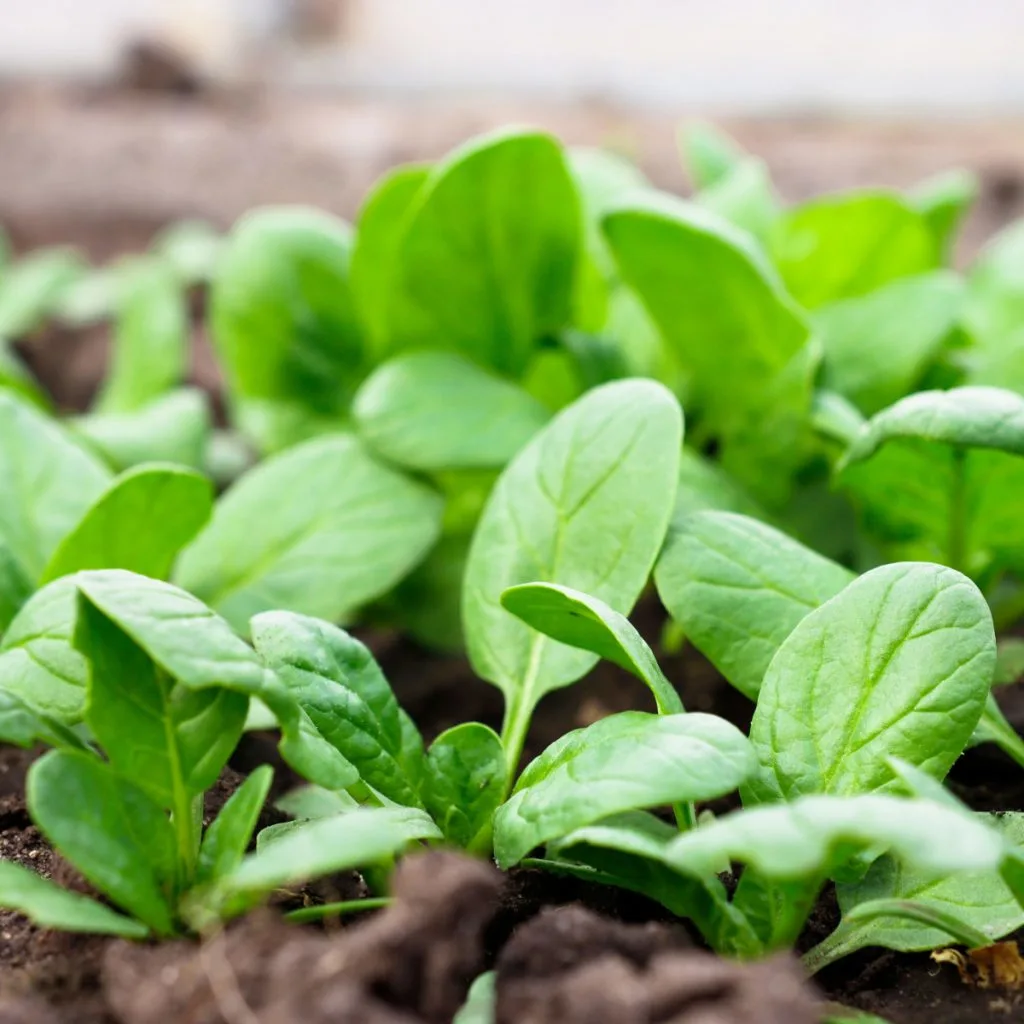 vegetable plants to plant in fall
