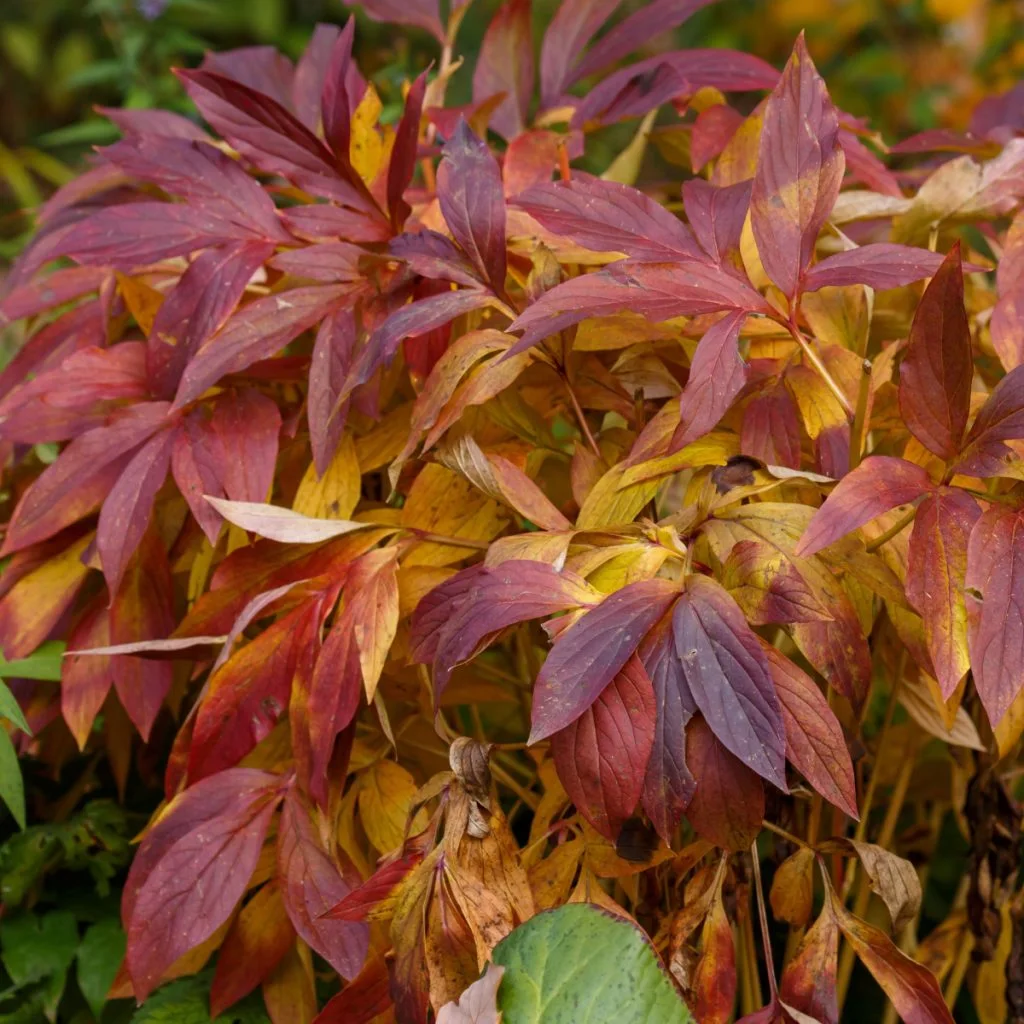 fall peony bush care