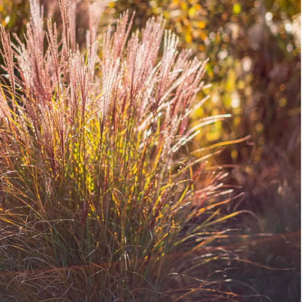 ornamental grasses