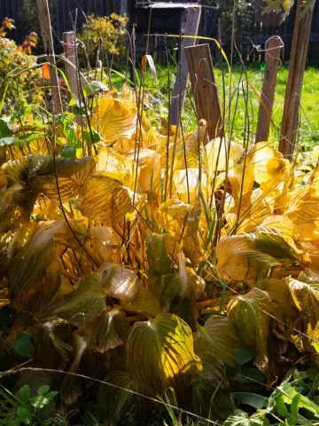 hostas in late fall as the die back