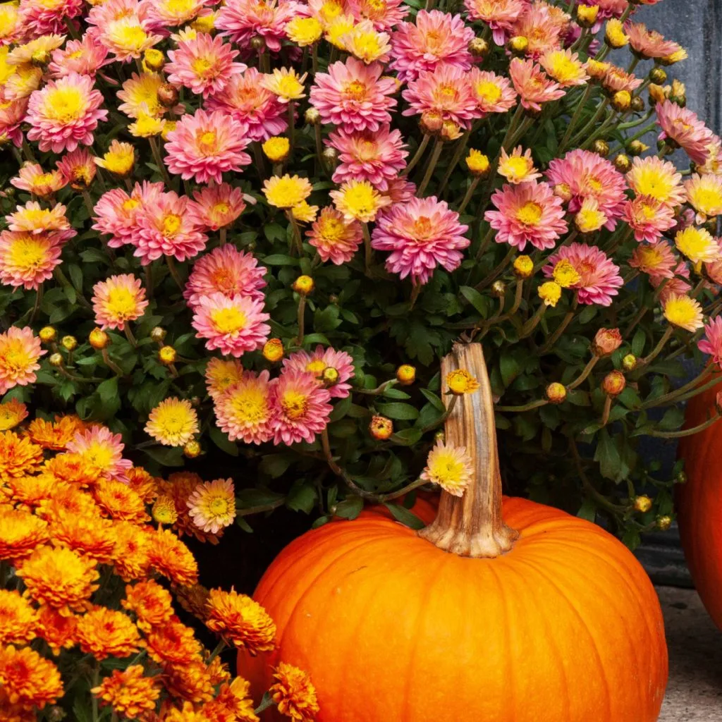 fall