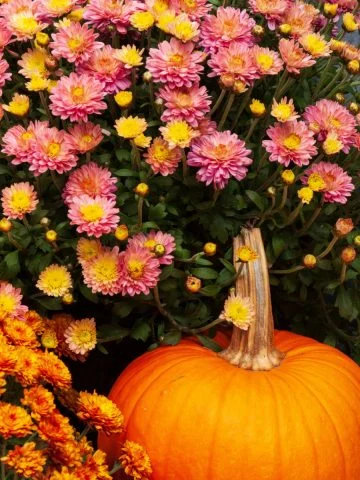 fall