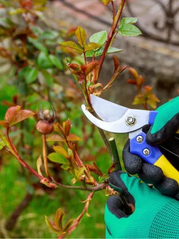 do with rose bushes in the fall