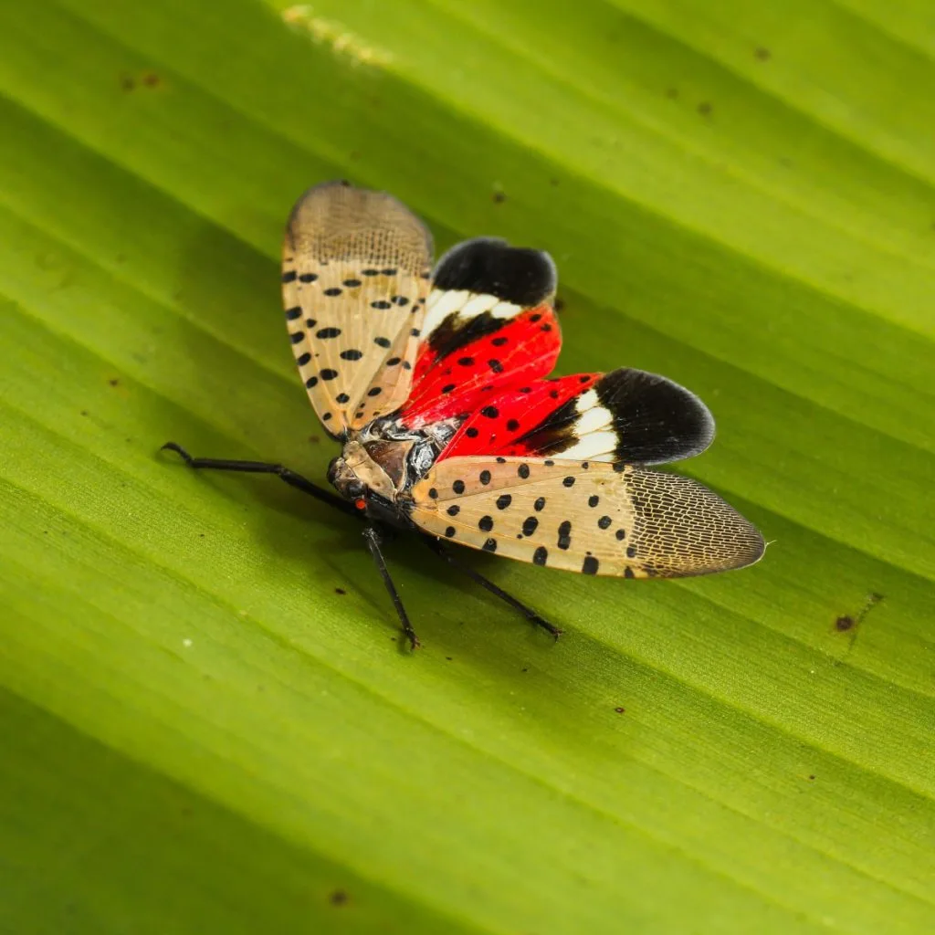 spotted lantern fly
