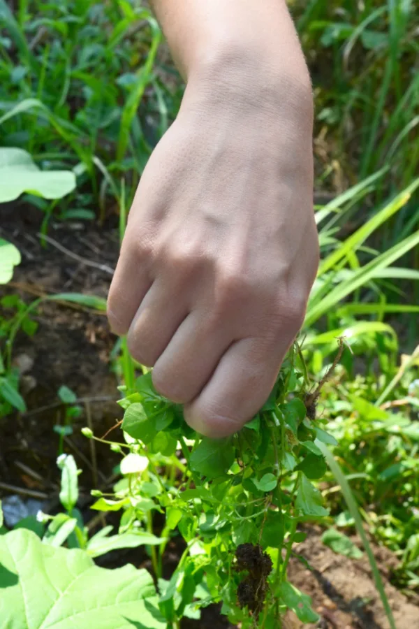 pulling weeds