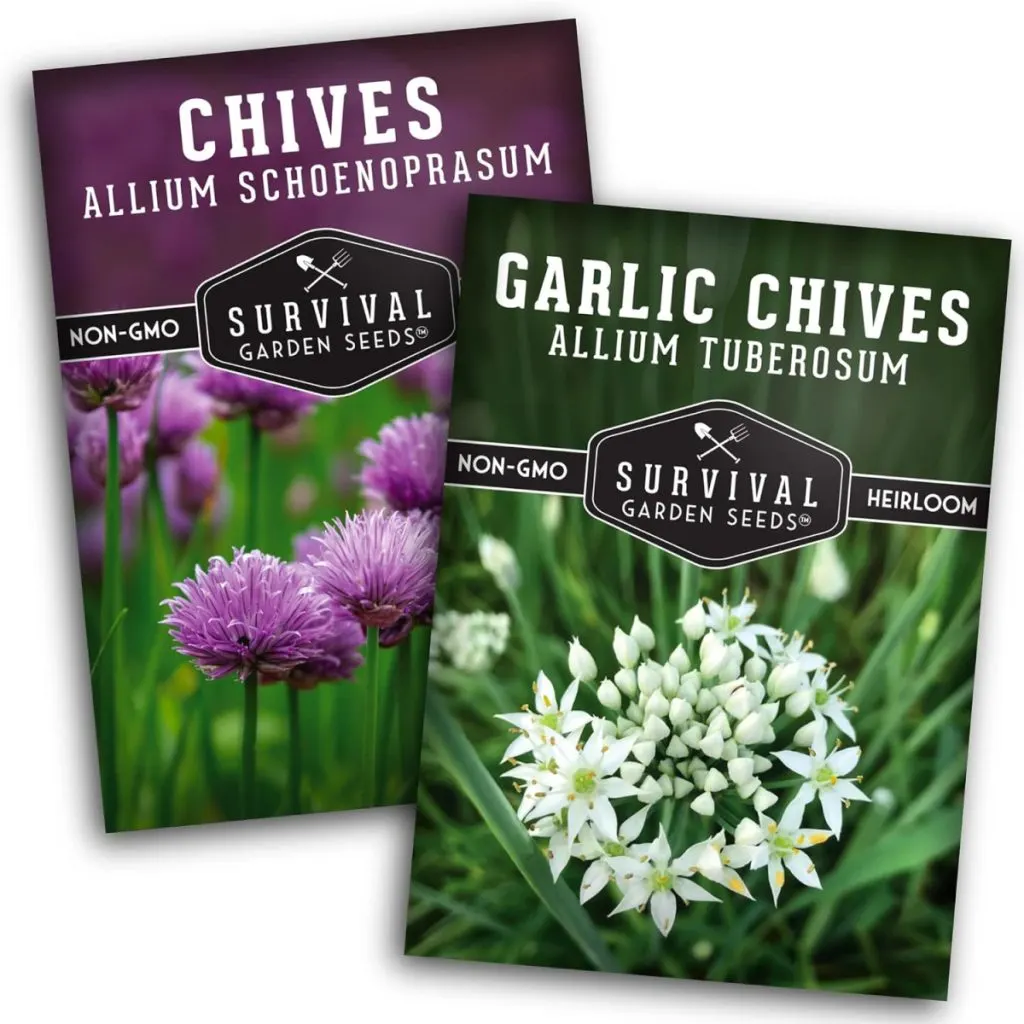 chive seed - herbs to grow indoors in winter