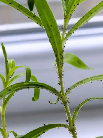 get rid of aphids on houseplants