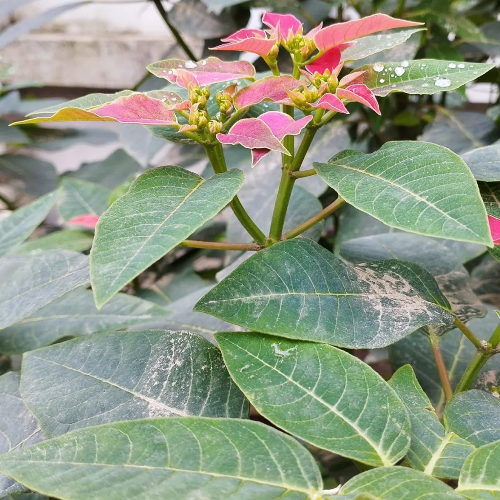 poinsettias finish blooming