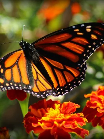 best marigolds