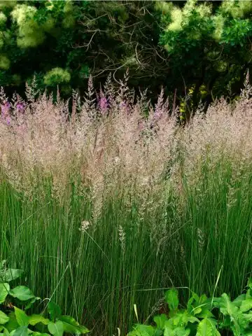 Karl Foerster Feather Reed Grass