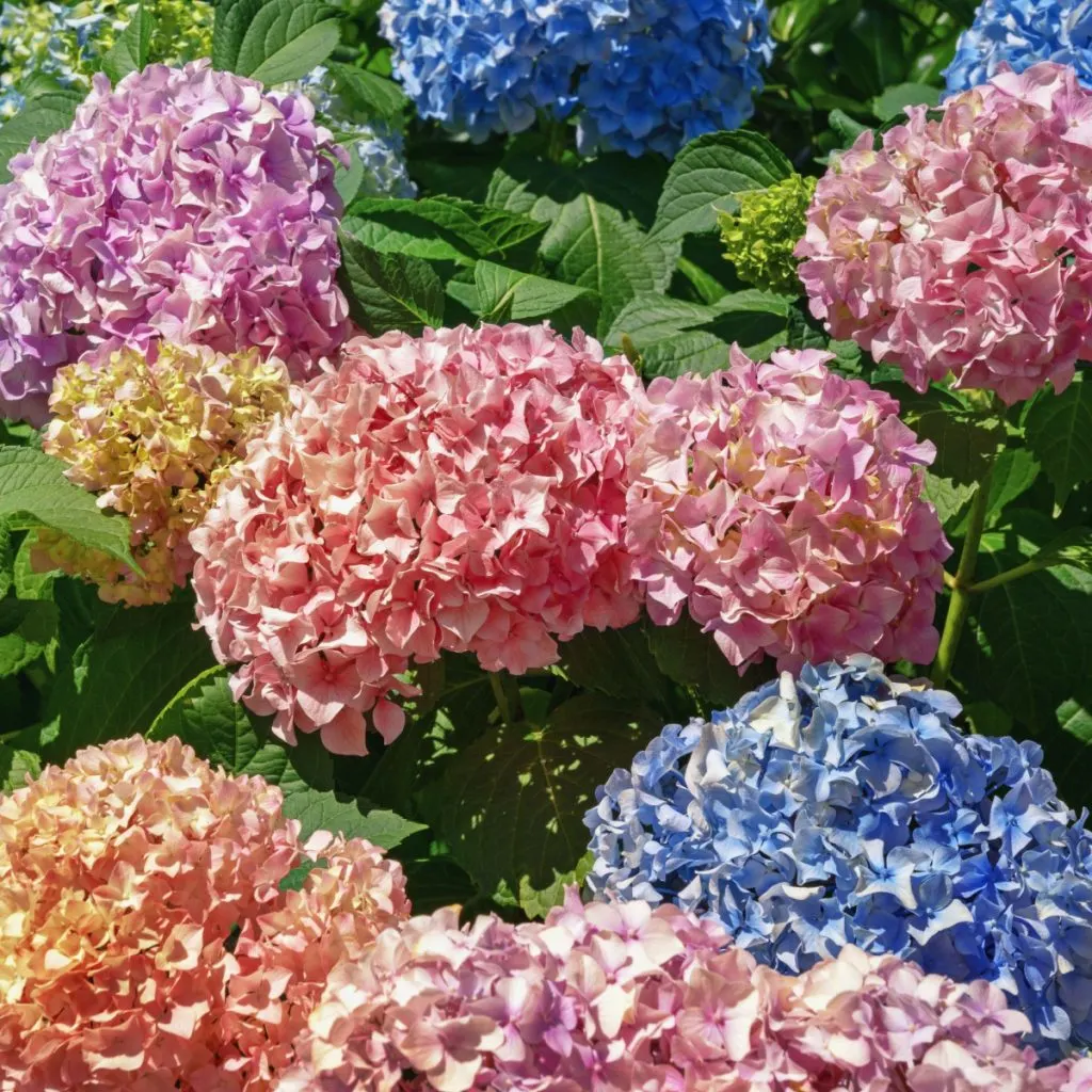 make hydrangeas bloom in a different color