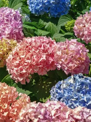 make hydrangeas bloom in a different color