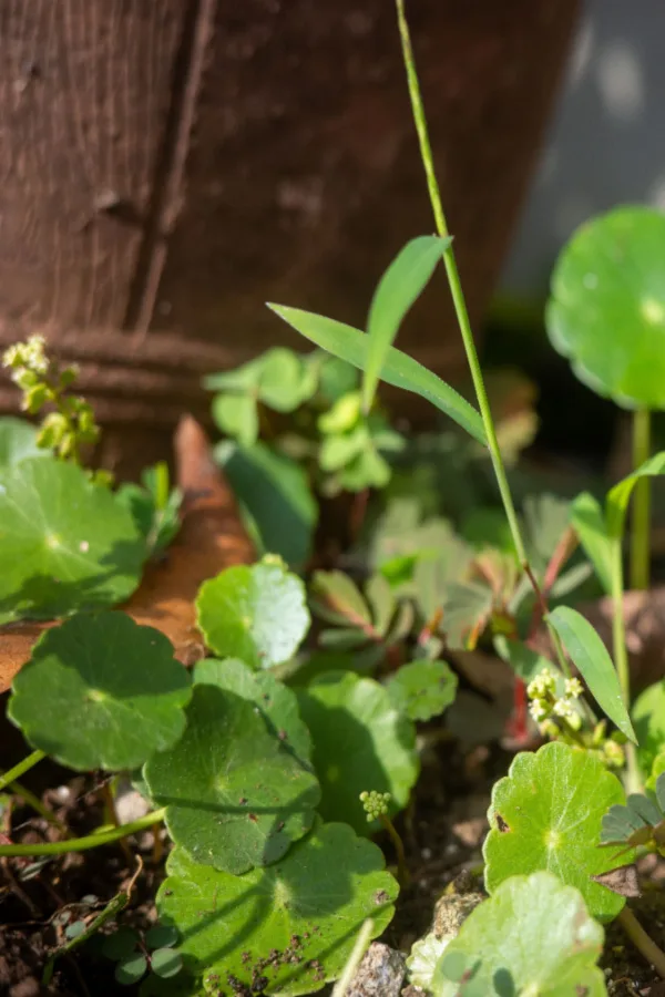 dollarweed invasive
