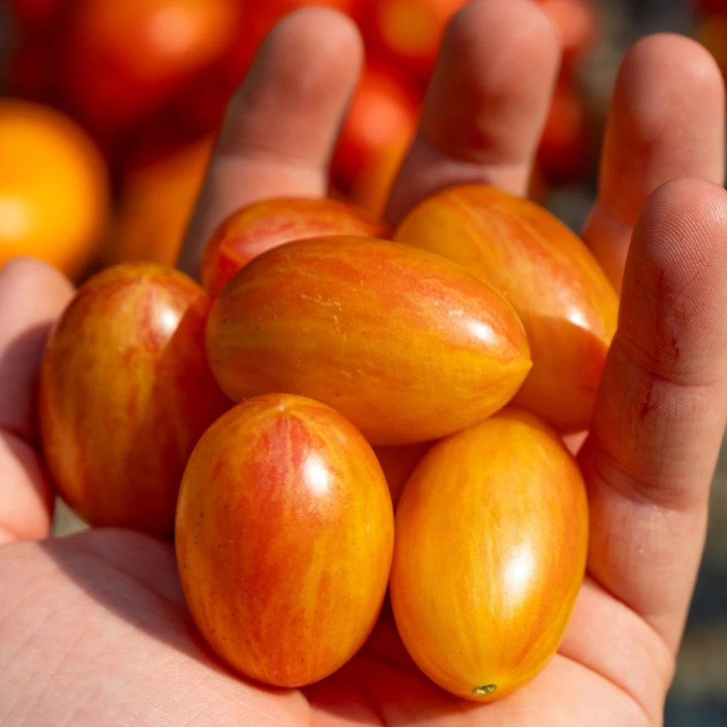 growing tiger blush tomatoes