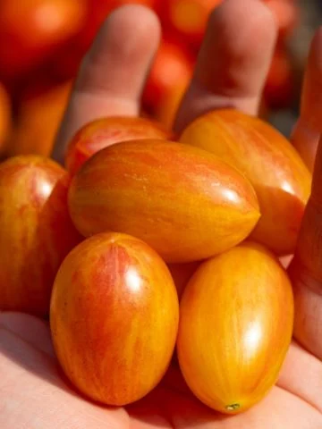 growing tiger blush tomatoes