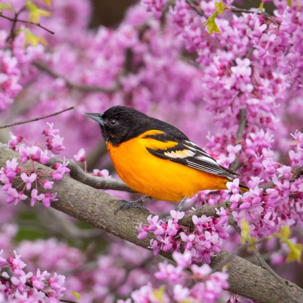 orioles in your yard