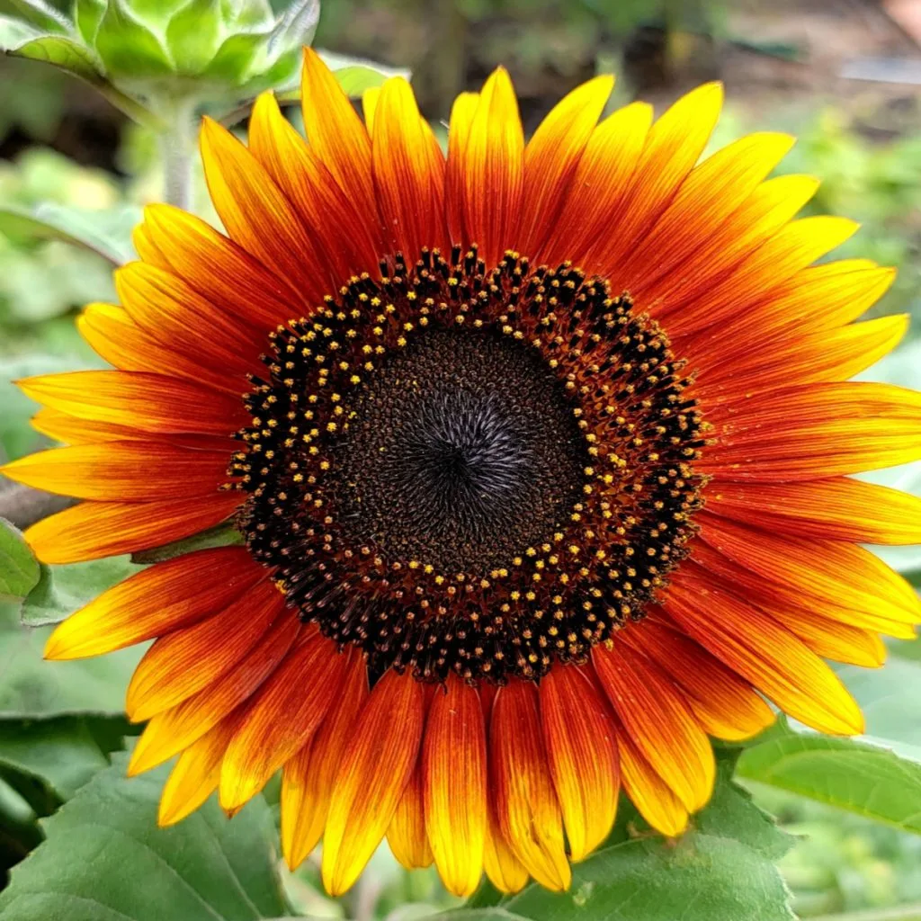 planting sunflowers