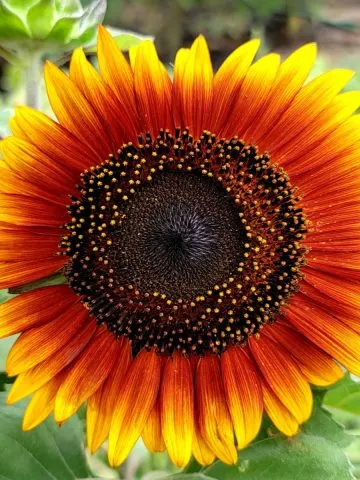 planting sunflowers