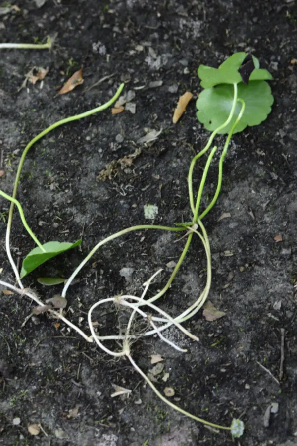 roots