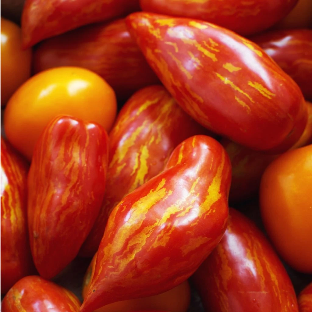 tomato