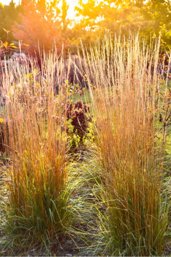 upright grass