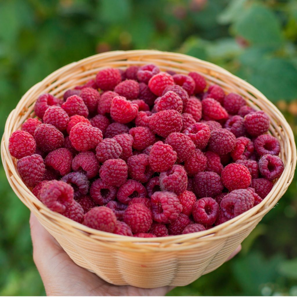 growing raspberries