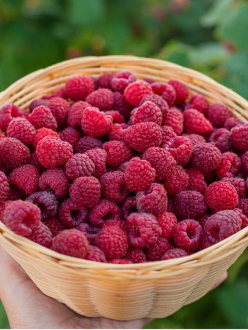 growing raspberries