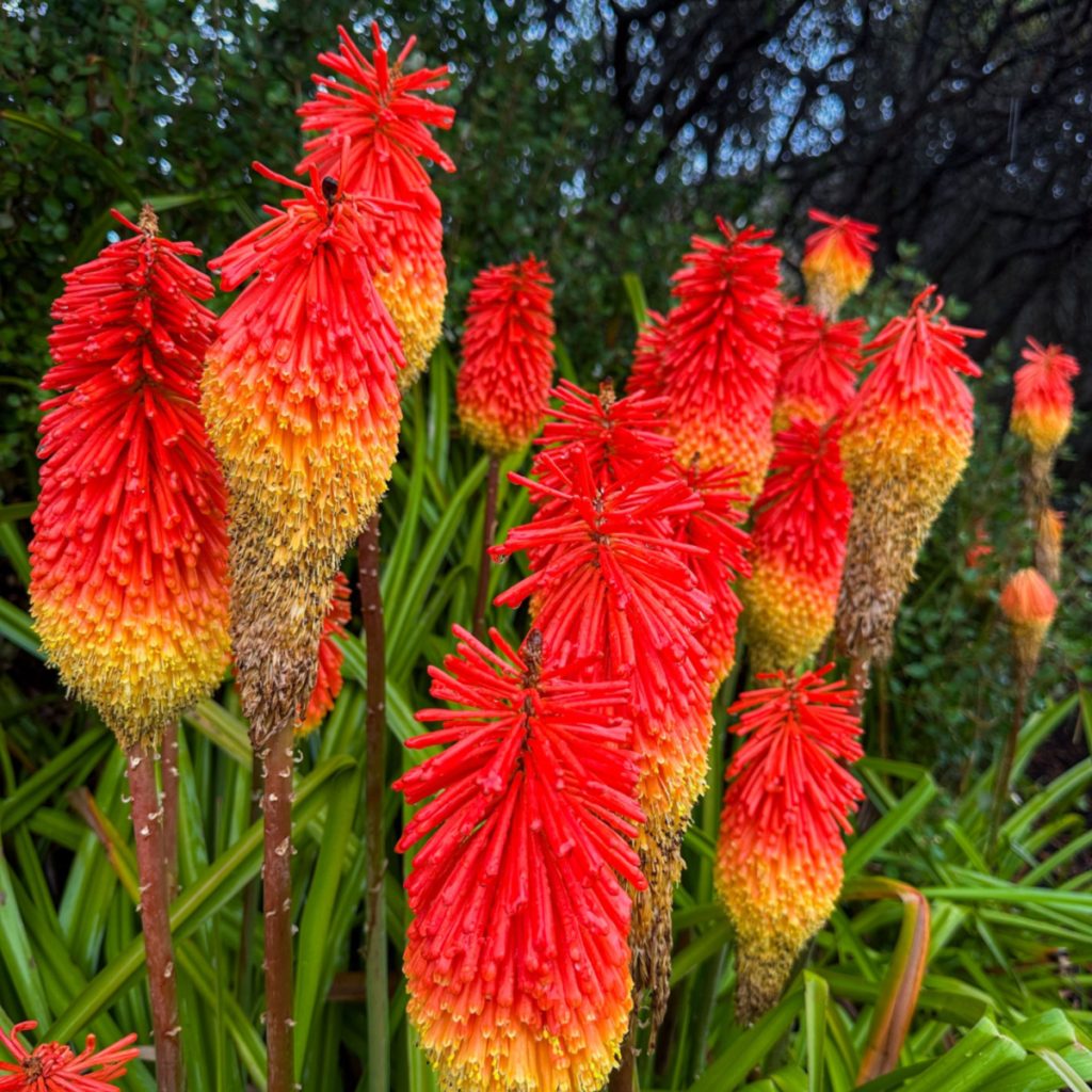 torch lilly
