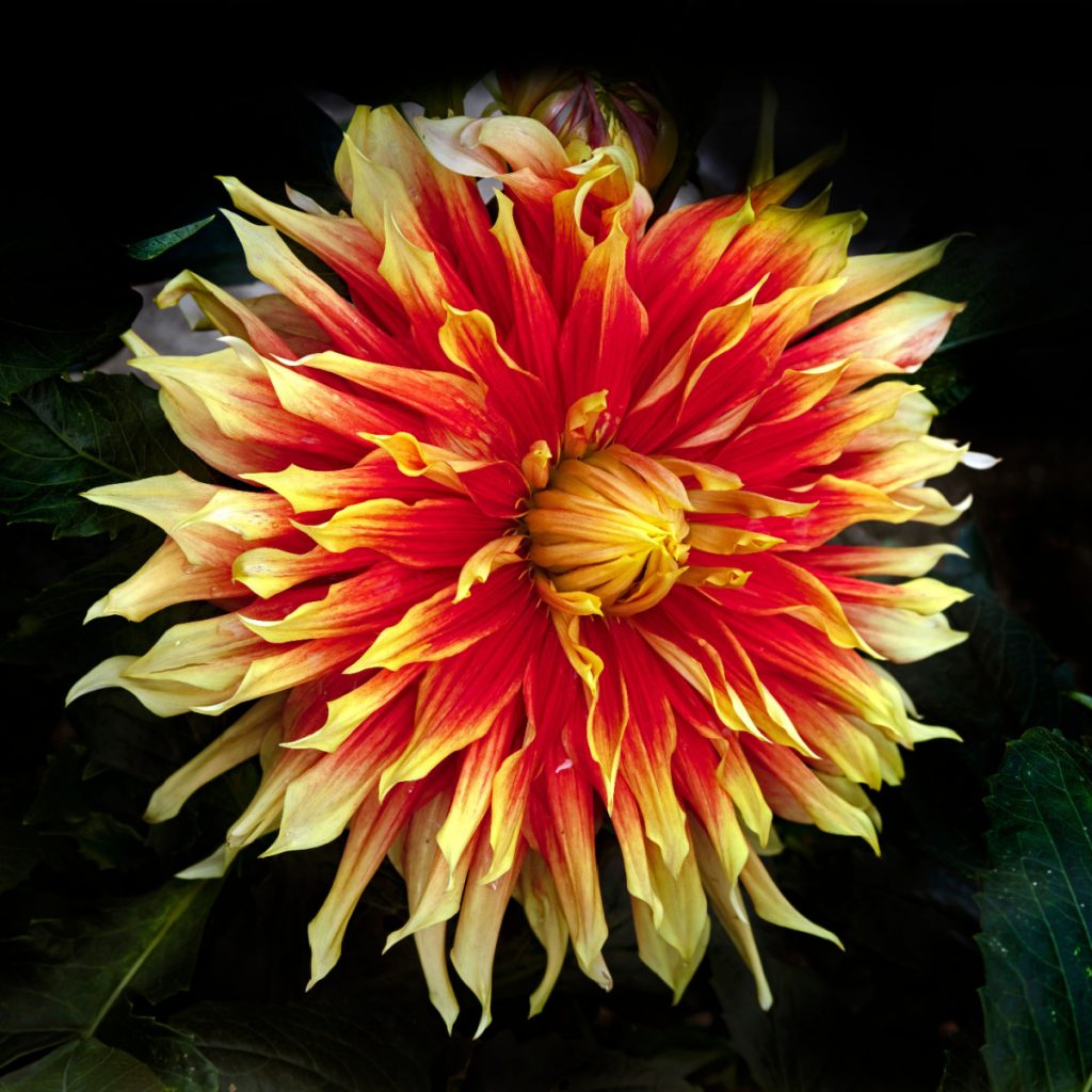 dahlias in the spring