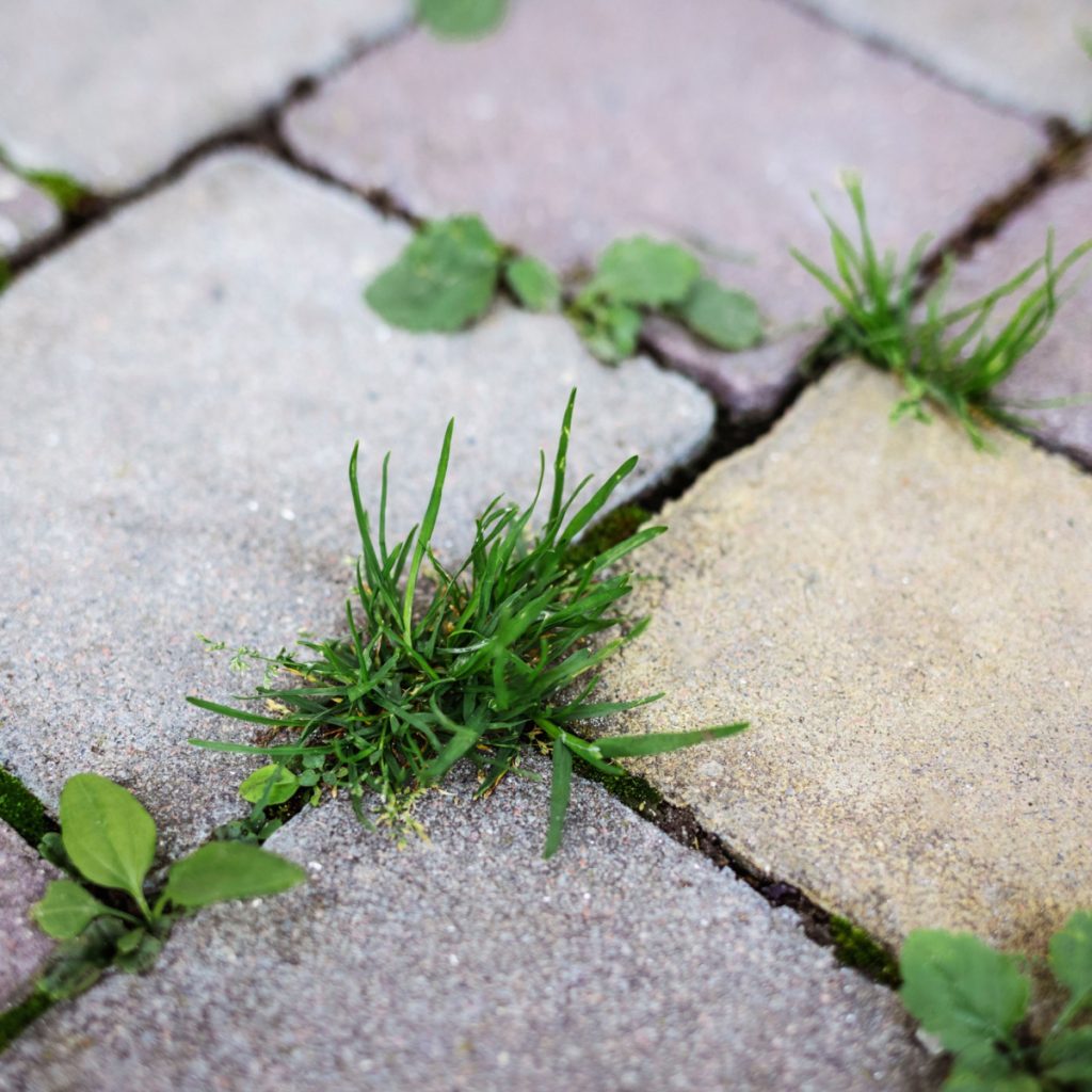 kill weeds in driveways