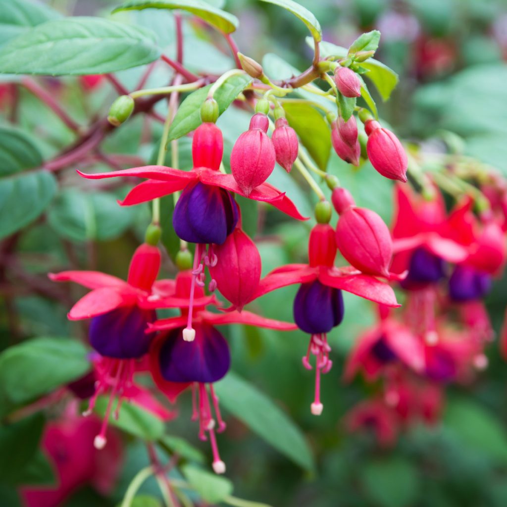shade loving hanging basket flowers