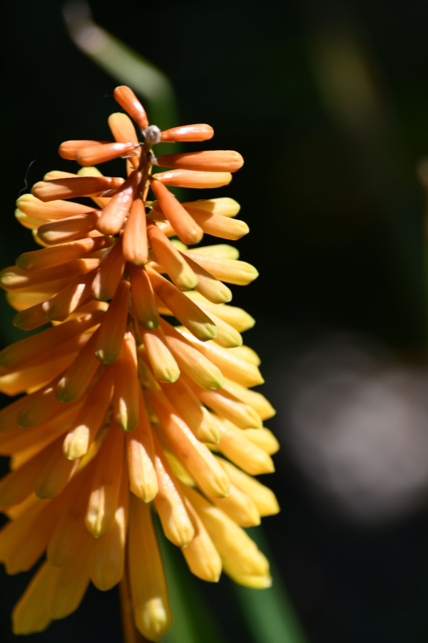 torch lily yellow