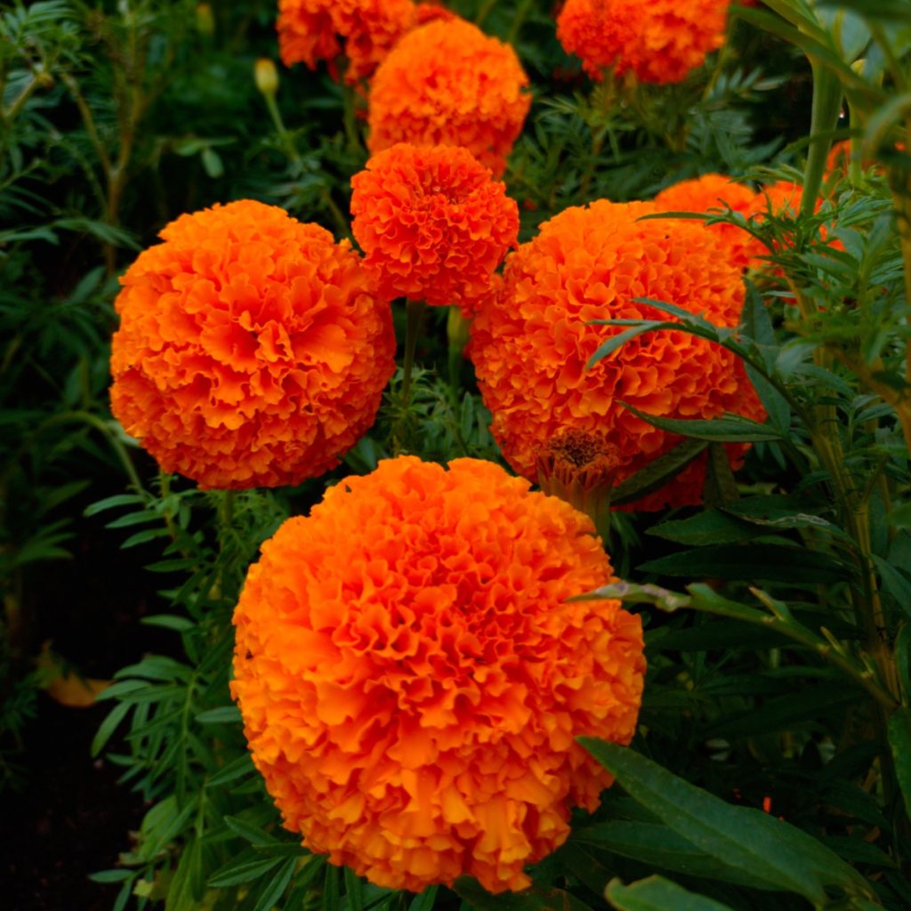 best fertilizer for marigolds